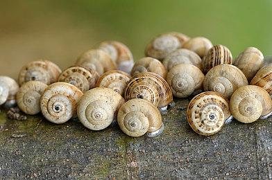 PlayStation第一方PS5恐怖游戏有望在2025年发售