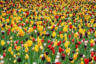 在线RPG新游《狼》Steam发售 化身独狼征服大地